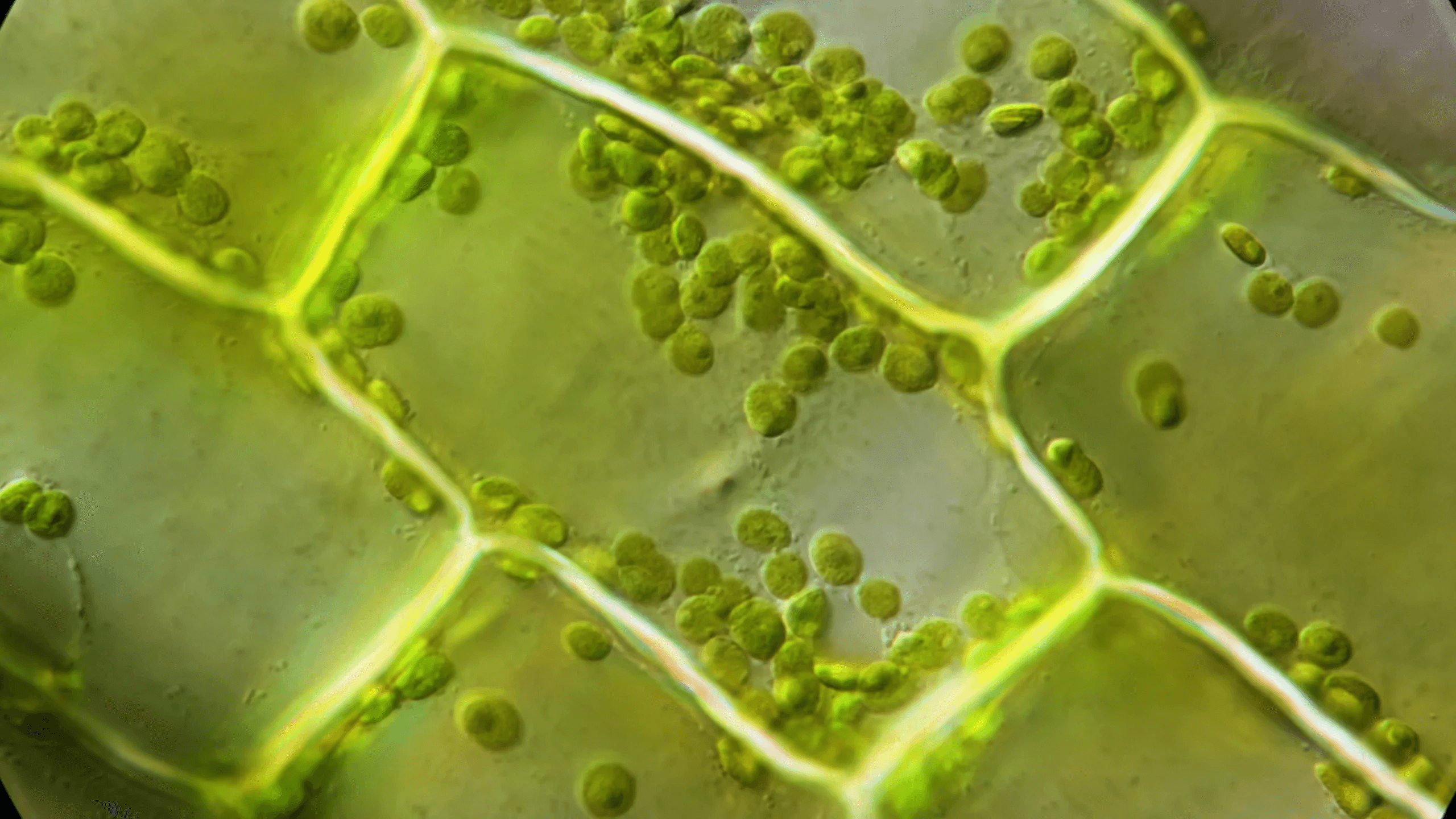 Plant/Animal Whole Genome de novo Sequencing